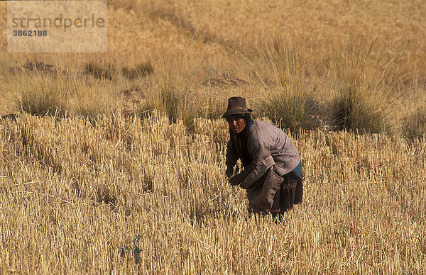 Eine Frau der Ketschua-Indianer bei der Arbeit auf ihrem Feld  Peru  Südamerika
