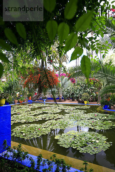 Botanischer Garten Jardin Majorelle  wird gepflegt vom Majorelle-Trust des französischen Modedesigners Yves Saint Laurent  in der Neustadt von Marrakesch  Marokko  Afrika