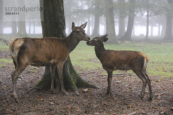 am  Artiodactyla  außen  Außenaufnahme  aussen  Aussenaufnahme  Aussenaufnahmen  Bäume  Baeume  Baum  bei  Botanik  Cervus  diesig  diesige  diesiger  diesiges  draußen  draussen  Dunst  dunstig  dunstige  dunstiger  dunstiges  elaphus  Fauna  Flora  Forst  Forste  Geweih  Geweihe  Hirsch  Hirsche  Hirschkuh  Huftier  Huftiere  jung  junge  Junge  junger  junges  Junges  Jungtier  Jungtiere  Körperkontakt  Kitz  Kitze  Koerperkontakt  Landwirbeltier  Landwirbeltiere  Mammalia  menschenleer  mit  Natur  Nebel  nebelig  nebelige  nebeliger  nebeliges  niemand  Paarhufer  Paarzeher  Paarzehige  Paarzehiges  Pflanze  Pflanzen  Pflanzenkunde  Rothirsch  Rothirsche  Rotwild  Ruminantia  Säugetier  Säugetiere  Saeugetier  Saeugetiere  Tag  Tage  Tageslicht  tagsüber  tagsueber  Tier  Tierbaby  Tierbabys  Tiere  Tierjunge  Tierjunges  Tierkind  Tierkinder  Tierreich  Tierwelt  Vertebrata  Wälder  Waelder  Wald  Wiederkäuer  Wiederkaeuer  Wildlife  Wildtier  Wildtiere  Wirbeltier  Wirbeltiere