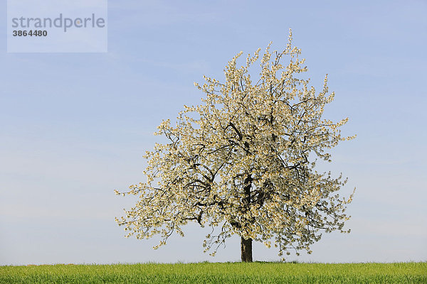 Äcker  Acker  Ackerbau  Aecker  aestivum  allein  alleine  alleiner  alleines  am  außen  Außenaufnahme  auf  aussen  Aussenaufnahme  Aussenaufnahmen  Bäume  Baeume  Baum  Baumblüte  Baumblüten  Baumbluete  Baumblueten  bei  blühen  blühend  blühende  Blühender  blühender  blühendes  blüht  Blüte  Blüten  bluehen  bluehend  bluehende  Bluehender  bluehender  bluehendes  blueht  Bluete  Blueten  Botanik  Cerasus  draußen  draussen  ein  eine  einer  eines  eins  einzeln  einzelne  einzelner  einzelnes  Feld  Feldbestellung  Felder  Flora  Frühjahr  Frühling  Fruehjahr  Fruehling  Getreidefeld  Getreidefelder  im  Kirschbäume  Kirschbaeume  Kirschbaum  Kirschblüte  Kirschblüten  Kirschbluete  Kirschblueten  Landschaft  Landschaften  Landwirtschaft  landwirtschaftlich  landwirtschaftliche  landwirtschaftlicher  landwirtschaftliches  Laubbäume  Laubbaeume  Laubbaum  menschenleer  Natur  niemand  Nutzfläche  Nutzflächen  Nutzflaeche  Nutzflaechen  Obstbäume  Obstbaeume  Obstbaum  Obstblüte  Obstbluete  Pflanze  Pflanzen  Pflanzenkunde  Tag  Tage  Tageslicht  tagsüber  tagsueber  Triticum  Weizen  Weizenfeld  Weizenfelder