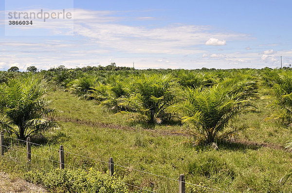 Ölpalme  Ölpalmen  am  Amerika  amerikanisch  amerikanische  amerikanischer  amerikanisches  Anbau  Anbaufläche  Anbauflächen  Anbauflaeche  Anbauflaechen  Arecaceae  außen  Außenaufnahme  auf  aussen  Aussenaufnahme  Aussenaufnahmen  bei  damit  dem  der  draußen  draussen  ein  einer  für  Fläche  Flächen  Flaeche  Flaechen  fuer  Geschäft  Geschaeft  Großgrundbesitzer  Grossgrundbesitzer  Hauptgründe  Hauptgruende  Hermosa  Kleinbauern  Kolumbien  Land  Lande  Landkonflikte  Landschaft  Landschaften  Landwirtschaft  landwirtschaftlich  landwirtschaftliche  landwirtschaftlicher  landwirtschaftliches  Lateinamerika  lukratives  menschenleer  Meta  mit  niemand  Nutzfläche  Nutzflächen  Nutzflaeche  Nutzflaechen  Nutzpflanze  Nutzpflanzen  Oelpalme  Oelpalmen  Palmaceae  Palmae  Palme  Palmen  Palmengewächs  Palmengewächse  Palmengewaechs  Palmengewaechse  Pflanze  Pflanzen  Plantage  Plantagen  Provinz  Südamerika  südamerikanisch  südamerikanische  südamerikanischer  südamerikanisches  Suedamerika  suedamerikanisch  suedamerikanische  suedamerikanischer  suedamerikanisches  Tag  Tage  Tageslicht  tagsüber  tagsueber  und  Vertreibung  Vista  von