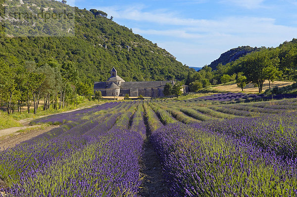 Äcker  Abbaye  Abtei  Acker  Ackerbau  Aecker  am  angustifolia  Architektur  außen  Außenaufnahme  Ausflugsziel  Ausflugsziele  aussen  Aussenaufnahme  Aussenaufnahmen  Bau  Bauten  Bauwerk  Bauwerke  bei  bekannt  bekannte  bekannter  bekanntes  berühmt  berühmte  berühmter  berühmtes  beruehmt  beruehmte  beruehmter  beruehmtes  Christentum  christlich  christliche  christlicher  christliches  Dame  de  draußen  draussen  europäisch  europäische  europäischer  europäisches  Europa  europaeisch  europaeische  europaeischer  europaeisches  Feld  Feldbestellung  Felder  Frankreich  französisch  französische  französischer  französisches  franzoesisch  franzoesische  franzoesischer  franzoesisches  Gebäude  Gebaeude  Glaube  glauben  Gordes  Klöster  Kloester  Kloster  Landwirtschaft  landwirtschaftlich  landwirtschaftliche  landwirtschaftlicher  landwirtschaftliches  Lavandula  Lavendel  Lavendelfeld  Lavendelfelder  menschenleer  niemand  Notre  Notre-Dame  Nutzfläche  Nutzflächen  Nutzflaeche  Nutzflaechen  Provence  provenzalisch  provenzalische  provenzalischer  provenzalisches  religiös  religiöse  religiöser  religiöses  religioes  religioese  religioeser  religioeses  Religion  Südeuropa  Südfrankreich  Sakralbau  Sakralbauten  Sehenswürdigkeit  Sehenswürdigkeiten  sehenswert  sehenswerte  sehenswerter  sehenswertes  Sehenswuerdigkeit  Sehenswuerdigkeiten  Senanque  Suedeuropa  Suedfrankreich  Tag  Tage  Tageslicht  tagsüber  tagsueber  Touristenattraktion  Touristenattraktionen