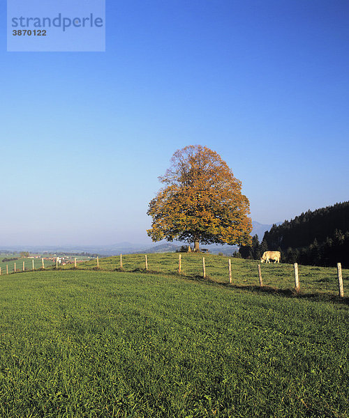 am  außen  Außenaufnahme  aussen  Aussenaufnahme  Aussenaufnahmen  Bäume  Baeume  Baum  bayerisch  bayerische  bayerischer  bayerisches  Bayern  bayrisch  bayrische  bayrischer  bayrisches  bei  Bos  Bovinae  Bovini  BRD  Bundesrepublik  deutsch  deutsche  deutscher  deutsches  Deutschland  draußen  draussen  einzeln  einzelne  einzelner  einzelnes  europäisch  europäische  europäischer  europäisches  Europa  europaeisch  europaeische  europaeischer  europaeisches  Hausrind  Hausrinder  Herbst  herbstlich  herbstliche  herbstlicher  herbstliches  Idylle  idyllisch  idyllische  idyllischer  idyllisches  Jahreszeit  Jahreszeiten  Kühe  Kuehe  Kuh  Landschaft  Landschaften  menschenleer  mit  Natur  niemand  Nutztier  Nutztiere  Ostallgäu  Ostallgaeu  Pflanze  Pflanzen  Rind  Rinder  Süddeutschland  Seeg  Sueddeutschland  Tag  Tage  Tageslicht  tagsüber  tagsueber  Taurus  Tierhaltung  Tierzucht  Viehzucht  Weide  Weidelandschaft  Weiden  Wiese  Wiesen