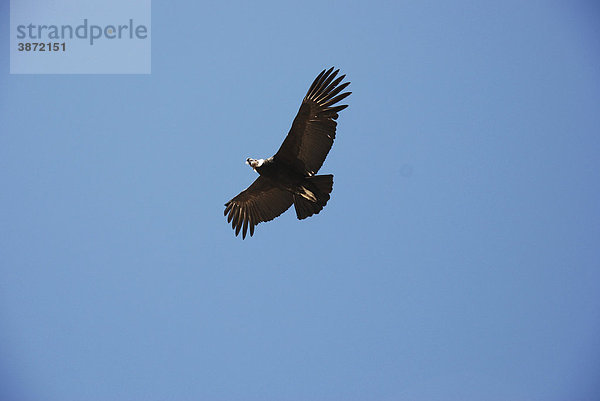 am  Amerika  amerikanisch  amerikanische  amerikanischer  amerikanisches  Andenkondor  außen  Außenaufnahme  aussen  Aussenaufnahme  Aussenaufnahmen  Aves  bei  Cabanaconde  Canyn  Canyon  Colca  Condor  Cruz  del  draußen  draussen  Fauna  Figur  fliegen  fliegend  fliegende  fliegender  fliegendes  fliegt  Flug  ganz  Ganzansicht  ganze  ganzer  ganzes  Ganzfigur  Ganzkörper  Ganzkörperansicht  Ganzkörperaufnahme  Ganzkörperaufnahmen  Ganzkörperfoto  Ganzkörperfotos  Ganzkoerper  Ganzkoerperansicht  Ganzkoerperaufnahme  Ganzkoerperaufnahmen  Ganzkoerperfoto  Ganzkoerperfotos  gesamt  gesamte  gesamter  gesamtes  Greifvögel  Greifvoegel  Greifvogel  gryphus  im  Körper  Koerper  Kondor  Landwirbeltier  Landwirbeltiere  menschenleer  Natur  niemand  oder  Peru  peruanisch  peruanische  peruanischer  peruanisches  Raubvögel  Raubvoegel  Raubvogel  Südamerika  südamerikanisch  südamerikanische  südamerikanischer  südamerikanisches  Suedamerika  suedamerikanisch  suedamerikanische  suedamerikanischer  suedamerikanisches  Tag  Tage  Tageslicht  tagsüber  tagsueber  Tier  Tiere  Tierreich  Tierwelt  Vögel  Vertebrata  Voegel  Vogel  vollständig  vollständige  vollständiger  vollständiges  vollstaendig  vollstaendige  vollstaendiger  vollstaendiges  Vultur  Wildlife  Wildtier  Wildtiere  Wirbeltier  Wirbeltiere