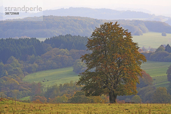 am  außen  Außenaufnahme  auf  aussen  Aussenaufnahme  Aussenaufnahmen  Bäume  Baeume  Baum  bei  Berg  Berge  bergig  bergige  bergiger  bergiges  Botanik  BRD  Buche  Buchen  Buchenartige  Bundesrepublik  deutsch  deutsche  deutscher  deutsches  Deutschland  diesig  diesige  diesiger  diesiges  draußen  draussen  Dunst  dunstig  dunstige  dunstiger  dunstiges  einer  einzeln  einzelne  einzelner  einzelnes  Erholungsgebiet  Erholungsgebiete  europäisch  europäische  europäischer  europäisches  Europa  europaeisch  europaeische  europaeischer  europaeisches  Fagales  Fagus  Flora  Forst  Forste  freistehend  freistehende  freistehender  freistehendes  Greifenstein  Herbst  Herbstfarben  herbstlich  herbstliche  herbstlicher  herbstliches  Hessen  hessisch  hessische  hessischer  hessisches  Hohen  Hutebuche  Hutebuchen  im  Jahreszeit  Jahreszeiten  Knoten  Laubbäume  Laubbaeume  Laubbaum  menschenleer  Natur  niemand  Pflanze  Pflanzen  Pflanzenkunde  Solitäre  Solitaere  Tag  Tage  Tageslicht  tagsüber  tagsueber  Wälder  Waelder  Wald  Weide  Weiden  Westerwald  Wiese  Wiesen