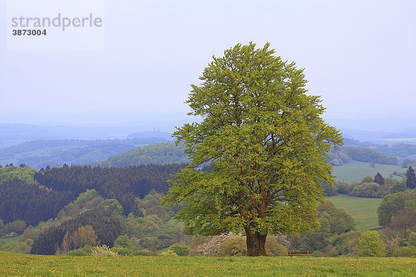 Abendlicht  am  außen  Außenaufnahme  aussen  Aussenaufnahme  Aussenaufnahmen  Bäume  Baeume  Baum  bei  Botanik  BRD  Buche  Buchen  Buchenartige  Bundesrepublik  deutsch  deutsche  deutscher  deutsches  Deutschland  draußen  draussen  ein  eine  einer  eines  eins  einzeln  einzelne  einzelner  einzelnes  europäisch  europäische  europäischer  europäisches  Europa  europaeisch  europaeische  europaeischer  europaeisches  Fagales  Fagus  Flora  Forst  Forste  Frühjahr  Frühling  Fruehjahr  Fruehling  Hessen  hessisch  hessische  hessischer  hessisches  Hoher  Hutebuche  in  Knoten  Landschaft  Landschaften  Laubbäume  Laubbaeume  Laubbaum  menschenleer  Naherholungsgebiet  Natur  niemand  Pflanze  Pflanzen  Pflanzenkunde  Solitäre  Solitaere  stimmungsvollem  sylvatica  Tag  Tage  Tageslicht  tagsüber  tagsueber  Wälder  Waelder  Wald  Westerwald