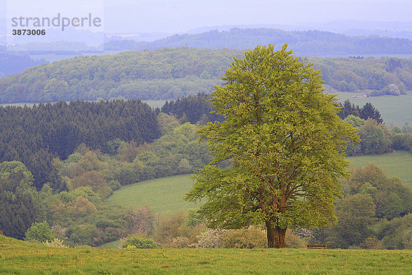 Abendlicht  am  außen  Außenaufnahme  aussen  Aussenaufnahme  Aussenaufnahmen  Bäume  Baeume  Baum  bei  Botanik  BRD  Buche  Buchen  Buchenartige  Bundesrepublik  deutsch  deutsche  deutscher  deutsches  Deutschland  draußen  draussen  ein  eine  einer  eines  eins  einzeln  einzelne  einzelner  einzelnes  europäisch  europäische  europäischer  europäisches  Europa  europaeisch  europaeische  europaeischer  europaeisches  Fagales  Fagus  Flora  Forst  Forste  Frühjahr  Frühling  Fruehjahr  Fruehling  Hessen  hessisch  hessische  hessischer  hessisches  Hoher  Hutebuche  in  Knoten  Landschaft  Landschaften  Laubbäume  Laubbaeume  Laubbaum  menschenleer  Naherholungsgebiet  Natur  niemand  Pflanze  Pflanzen  Pflanzenkunde  Solitäre  Solitaere  stimmungsvollem  sylvatica  Tag  Tage  Tageslicht  tagsüber  tagsueber  Wälder  Waelder  Wald  Westerwald