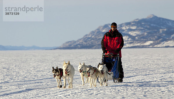 Alaskan  am  Amerika  amerikanisch  amerikanische  amerikanischer  amerikanisches  außen  Außenaufnahme  aussen  Aussenaufnahme  Aussenaufnahmen  bei  Berg  Berge  bergig  bergige  bergiger  bergiges  Berglandschaft  Berglandschaften  Canidae  dahinter  draußen  draussen  Fauna  Gebirge  gefrorener  Hund  Hunde  Hundegespann  Hundegespanne  Hunderasse  Hunderassen  Hundeschlitten  Hundeschlittenführer  Hundeschlittenfuehrer  Huskies  Husky  Kanada  kanadisch  kanadische  kanadischer  kanadisches  Laberge  Lake  Landschaft  Landschaften  Landwirbeltier  Landwirbeltiere  lenkt  Leute  Männer  männlich  männliche  männlicher  männliches  Maenner  maennlich  maennliche  maennlicher  maennliches  Mammalia  Mann  Mensch  Menschen  mit  Musher  Natur  Nordamerika  Person  Personen  Säugetier  Säugetiere  Saeugetier  Saeugetiere  Schlittenhund  Schlittenhunde  Schlittenhundegespann  Schlittenhunden  Schnee  Schneelandschaft  Schneelandschaften  See  Tag  Tage  Tageslicht  tagsüber  tagsueber  Team  Territorium  Tier  Tiere  Tierreich  Tierwelt  Vertebrata  von  Wildlife  Winter  Winterlandschaft  Winterlandschaften  winterlich  winterliche  winterlicher  winterliches  Wirbeltier  Wirbeltiere  Yukon