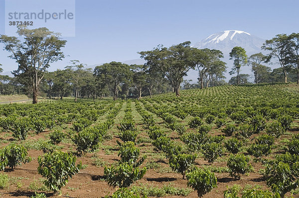 Afrika  afrikanisch  afrikanische  afrikanischer  afrikanisches  am  Anbau  Anbaufläche  Anbauflächen  Anbauflaeche  Anbauflaechen  arabica  außen  Außenaufnahme  aussen  Aussenaufnahme  Aussenaufnahmen  Bäume  Baeume  Baum  bei  Berg  Berge  bergig  bergige  bergiger  bergiges  Berglandschaft  Berglandschaften  Bewässerungssystem  Bewaesserungssystem  Coffea  davor  draußen  draussen  einer  Feld  Felder  Fläche  Flächen  Flaeche  Flaechen  Gipfel  Kaffee  Kaffeepflanze  Kaffeepflanzen  Kaffeeplantage  Kaffeeplantagen  Kilimandscharo  Kilimanjaro  Krater  Landschaft  Landschaften  Landwirtschaft  landwirtschaftlich  landwirtschaftliche  landwirtschaftlicher  landwirtschaftliches  menschenleer  mit  Mwika  Neupflanzung  niemand  Nutzfläche  Nutzflächen  Nutzflaeche  Nutzflaechen  Nutzpflanze  Nutzpflanzen  Pflanze  Pflanzen  Plantage  Plantagen  schneebedeckt  schneebedeckte  schneebedeckter  schneebedecktes  Spitze  Spitzen  Tag  Tage  Tageslicht  tagsüber  tagsueber  Tansania  Tanzania  UNESCO  verschneit  verschneite  verschneiter  verschneites  vor  Vulkan  Vulkane  Vulkanismus  Vulkankrater  Weltnaturerbe