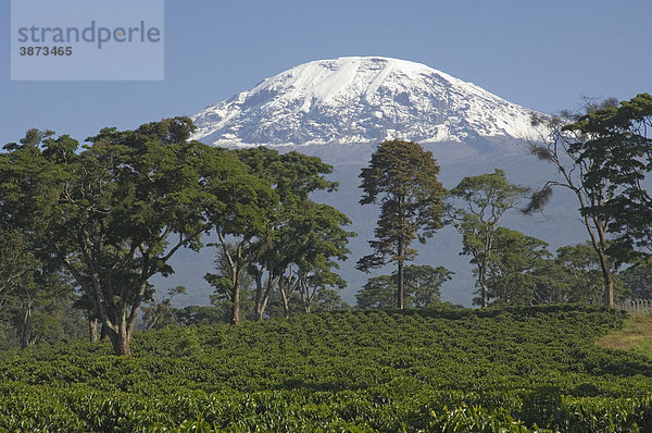 Afrika  afrikanisch  afrikanische  afrikanischer  afrikanisches  am  Anbau  Anbaufläche  Anbauflächen  Anbauflaeche  Anbauflaechen  arabica  außen  Außenaufnahme  aussen  Aussenaufnahme  Aussenaufnahmen  Bäume  Baeume  Baum  bei  Berg  Berge  bergig  bergige  bergiger  bergiges  Berglandschaft  Berglandschaften  Coffea  davor  draußen  draussen  Feld  Felder  Fläche  Flächen  Flaeche  Flaechen  Gipfel  Kaffee  Kaffeepflanze  Kaffeepflanzen  Kaffeeplantage  Kaffeeplantagen  Kilimandscharo  Kilimanjaro  Krater  Landschaft  Landschaften  Landwirtschaft  landwirtschaftlich  landwirtschaftliche  landwirtschaftlicher  landwirtschaftliches  menschenleer  mit  Mwika  niemand  Nutzfläche  Nutzflächen  Nutzflaeche  Nutzflaechen  Nutzpflanze  Nutzpflanzen  Pflanze  Pflanzen  Plantage  Plantagen  Schattenbäumen  Schattenbaeumen  schneebedeckt  schneebedeckte  schneebedeckter  schneebedecktes  Spitze  Spitzen  Tag  Tage  Tageslicht  tagsüber  tagsueber  Tansania  Tanzania  UNESCO  verschneit  verschneite  verschneiter  verschneites  vor  Vulkan  Vulkane  Vulkanismus  Vulkankrater  Weltnaturerbe