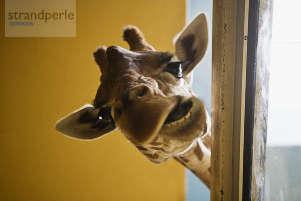 Giraffe macht Gesicht