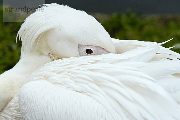 Blaureiher (Ardea herodias occidentalis)  früher bekannt als Großer Weißreiher