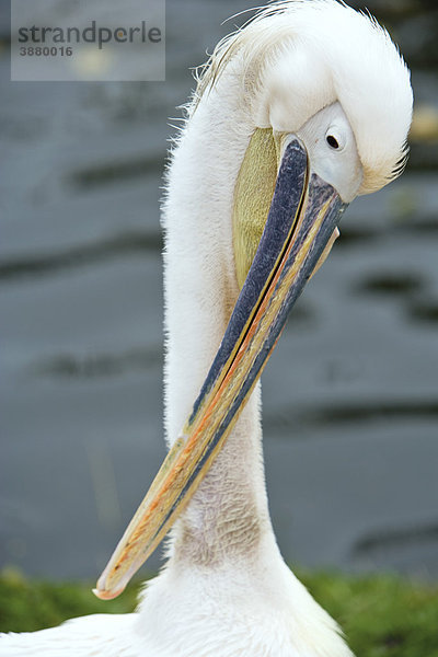 Blaureiher (Ardea herodias occidentalis)  früher bekannt als Großer Weißreiher