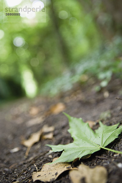Gefallenes grünes Ahornblatt auf Waldboden