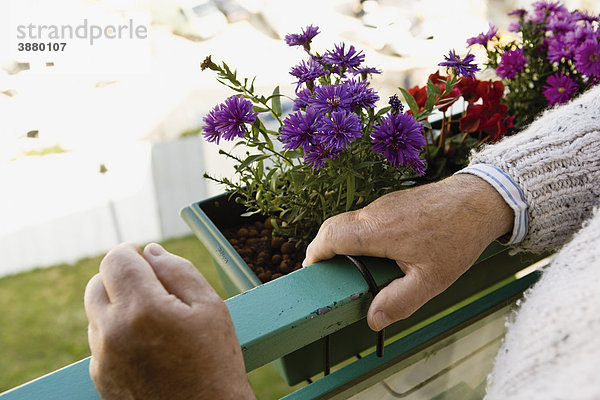 Auf dem Balkon stehend  blühende Blumen im Blumenkasten