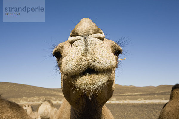 Kamel schaut in die Kamera  Nahaufnahme