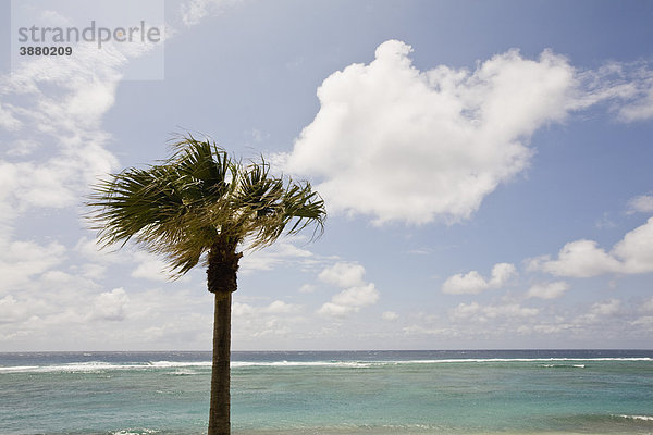 Palme am Strand