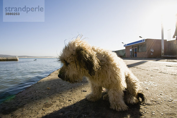 Hund sitzend am Pierrand