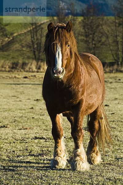 Pferd auf der Weide