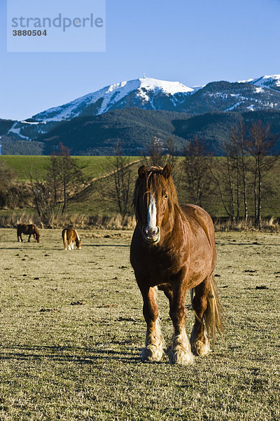 Pferde auf der Weide  Cerdanya  Spanien