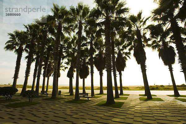 Palmen im Strandpark