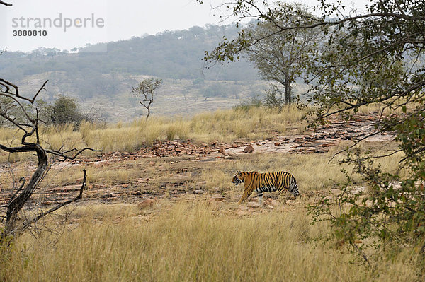 Tiger (Panthera tigris) im trockenen Gras des Ranthambore-Tiger-Reservat  Rajasthan  Indien  Asien