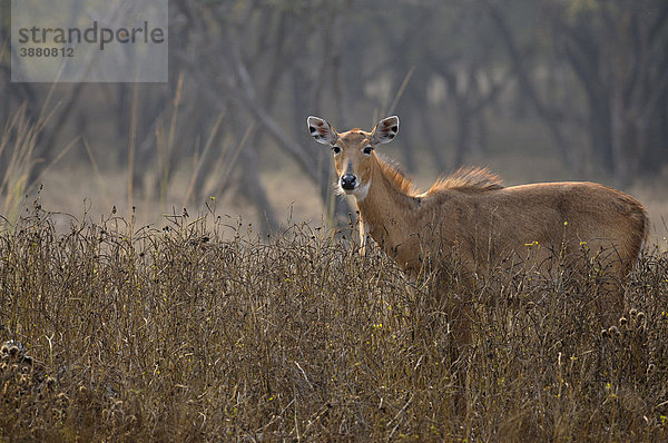 Nilgauantilope (Boselaphus tragocamelus) im Ranthambhore Nationalpark  Rajasthan  Indien  Asien