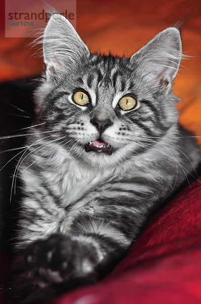 Maine Coon Kater