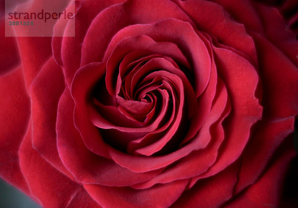 Rote Rose (Rosa)  Close-up