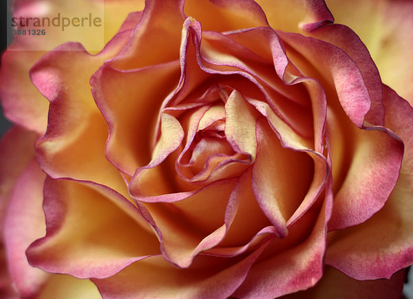 Rosagelbe Rose (Rosa)  Close-up