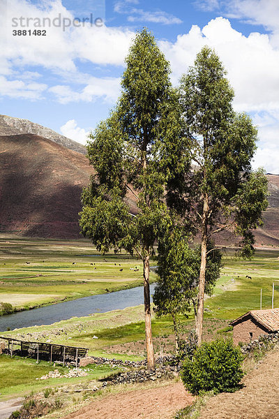 Landschaft bei Raqchi auf dem peruanischen Altiplano  Raqchi  Peru  Südamerika