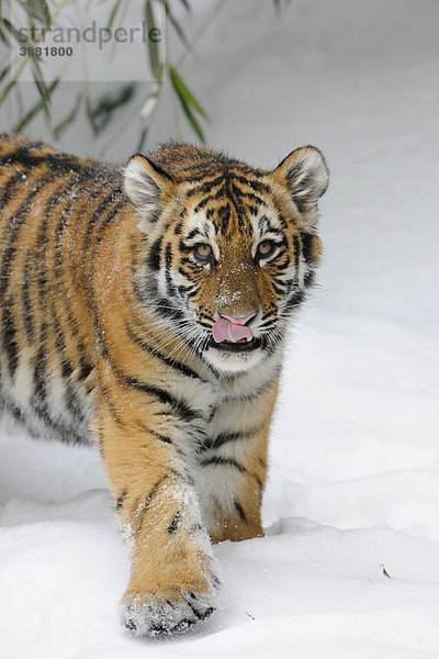 Sibirischer Tiger  Amurtiger (Panthera tigris altaica)  Jungtier