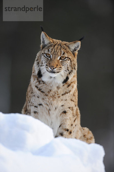 Eurasischer Luchs (Lynx lynx)  Gehegezone  Nationalpark Bayerischer Wald  Bayern  Deutschland  Europa