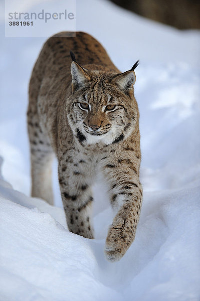 Eurasischer Luchs (Lynx lynx)  läuft durch Tiefschnee  Gehegezone  Nationalpark Bayerischer Wald  Bayern  Deutschland  Europa