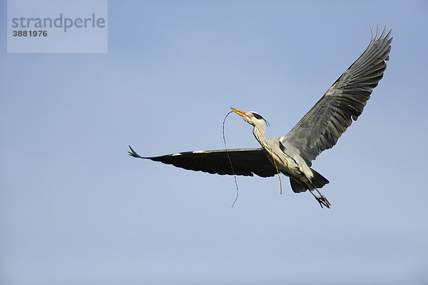 Graureiher (Ardea cinerea)  im Flug mit Nistmaterial