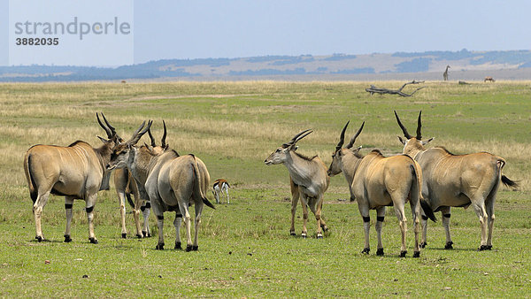 Elenantilope (Taurotragus oryx)  Herde in der Landschaft  Masai Mara National Reserve  Kenia  Ostafrika  Afrika