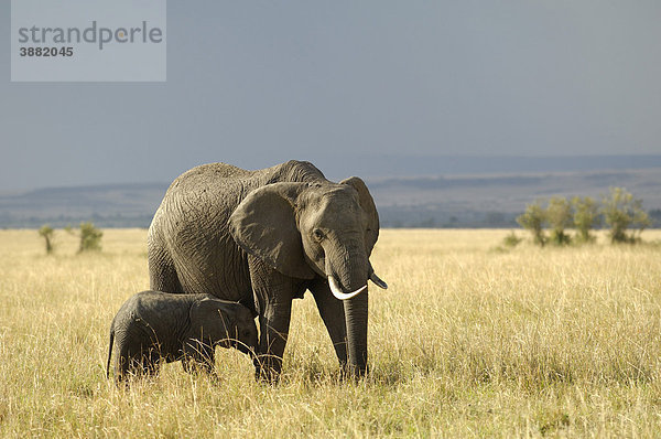 Afrikanischer Elefant (Loxodonta africana)  Kuh mit neugeborenem Kalb in der Landschaft mit Gewitterhimmel  Masai Mara National Reserve  Kenia  Ostafrika  Afrika
