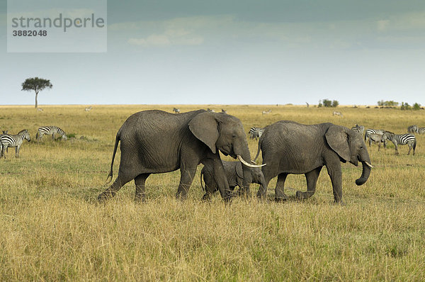 Afrikanischer Elefant (Loxodonta africana)  Gruppe mit neugeborenem Kalb in der Landschaft mit Gewitterhimmel  Masai Mara National Reserve  Kenia  Ostafrika  Afrika