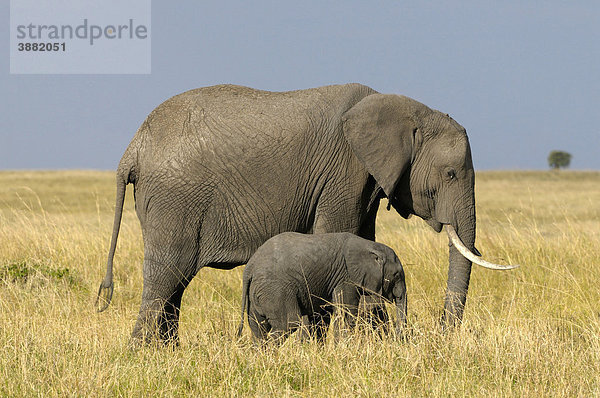 Afrikanischer Elefant (Loxodonta africana)  Kuh mit Kalb in der Landschaft  Masai Mara National Reserve  Kenia  Ostafrika  Afrika