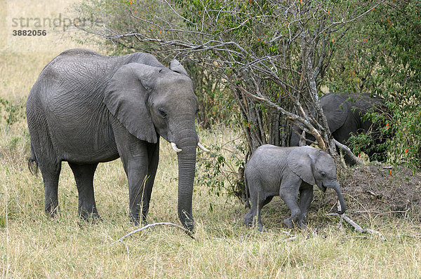 Afrikanischer Elefant (Loxodonta africana)  Kuh mit neugeborenem Kalb  Masai Mara National Reserve  Kenia  Ostafrika  Afrika