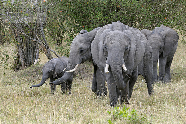 Afrikanischer Elefant (Loxodonta africana)  Elefantenherde  Masai Mara National Reserve  Kenia  Ostafrika  Afrika