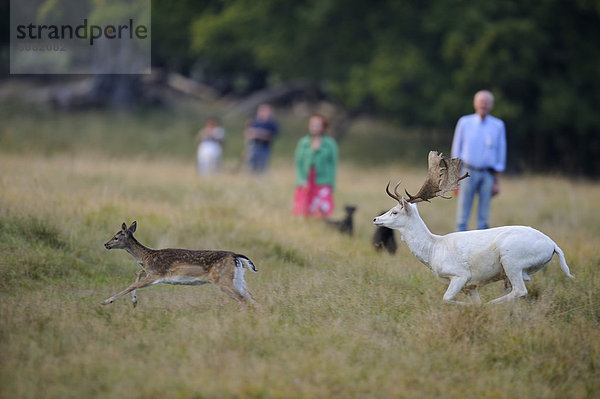 Damhirsch (Dama dama)  Tiere flüchtend vor Spaziergängern mit Hunden  Jägersborg  Dänemark  Skandinavien  Europa