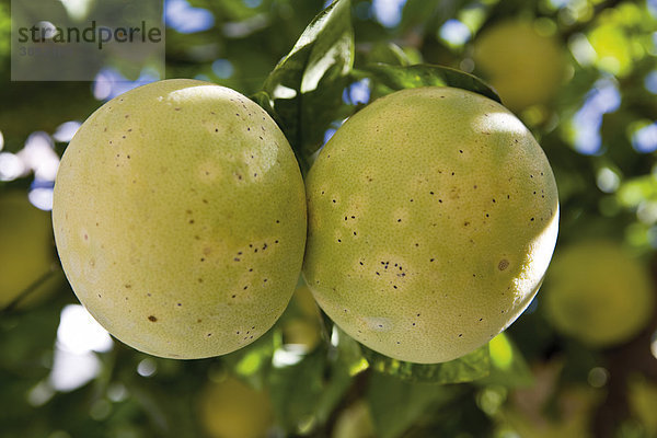 Grapefruits reifen am Ast