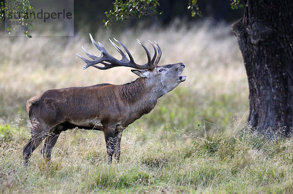 Rothirsch (Cervus elaphus)  Brunfthirsch röhrend  Jägersborg  Dänemark  Skandinavien  Europa