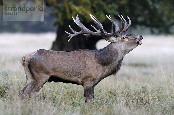 Rothirsch (Cervus elaphus)  Brunfthirsch röhrend  Jägersborg  Dänemark  Skandinavien  Europa