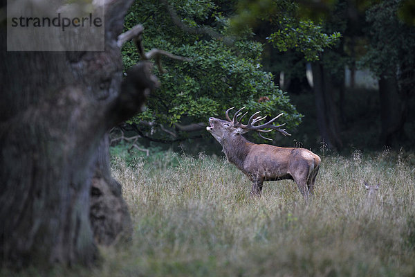 Rothirsch (Cervus elaphus)  Brunfthirsch röhrend  Jägersborg  Dänemark  Skandinavien  Europa