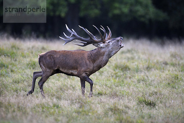 Rothirsch (Cervus elaphus)  Brunfthirsch röhrend  Jägersborg  Dänemark  Skandinavien  Europa