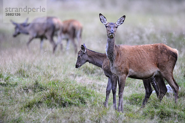 Rothirsch (Cervus elaphus)  Hirschkuh mit Kalb  Kahlwildrudel  Jägersborg  Dänemark  Skandinavien  Europa