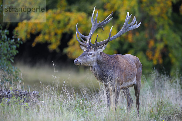 Rothirsch (Cervus elaphus)  Brunfthirsch  Jägersborg  Dänemark  Skandinavien  Europa