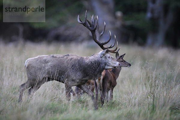 Rothirsch (Cervus elaphus)  Brunfthirsch mit Kahlwild  weiße Morphe  Jägersborg  Dänemark  Skandinavien  Europa